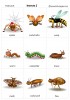 Insects 2 flashcards
